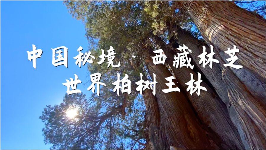 恐怖僵尸之夜